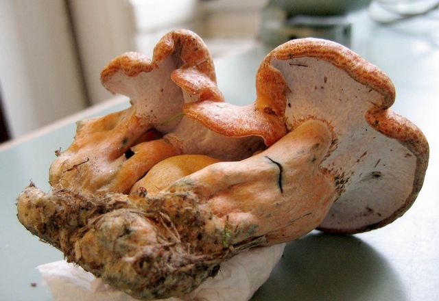 Hypomyces lateritius (på läcker riska).jpg