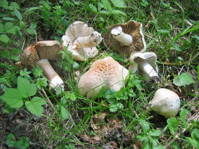 Inocybe patouillardii TegelrÃ¶d trÃ¥dskivling6 .jpg