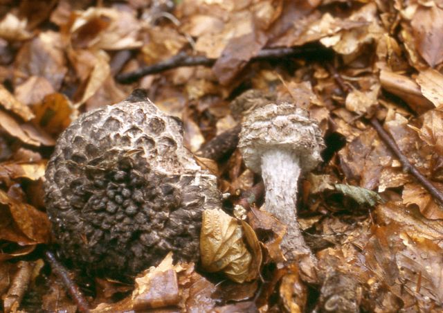 Strobilomyces floccopus FjÃ¤llsopp 3.jpg
