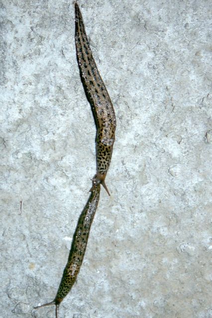 Limax maximus parningsbetende.jpg