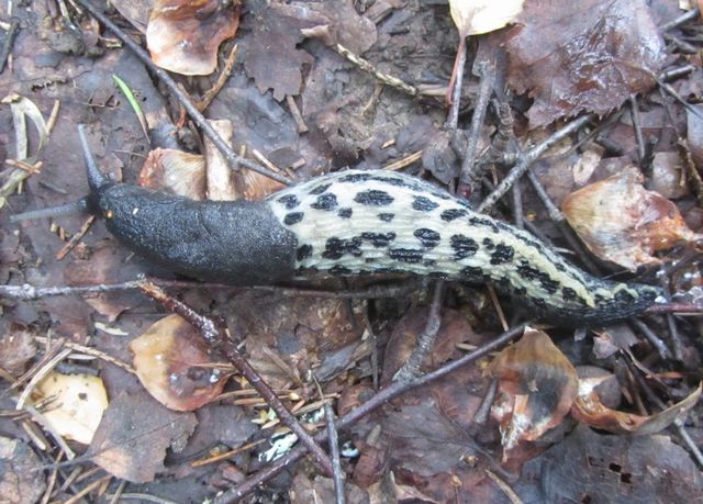 Limax cinero-niger  Kul form 2.jpg