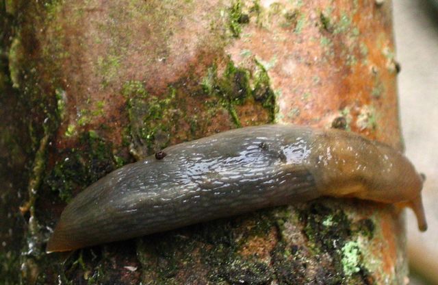 Limax marginatus Trädsnigel.jpg