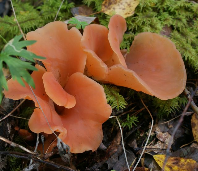Tremiscus helvelloides Geletratting stora ex Djupvik10 .jpg