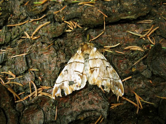 Endromis versicolora  SÃ¤ckspinnare.jpg