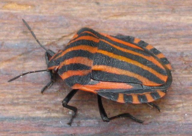 Randigt stinkfly, Strimlus Graphosoma lineatum  2   .jpg