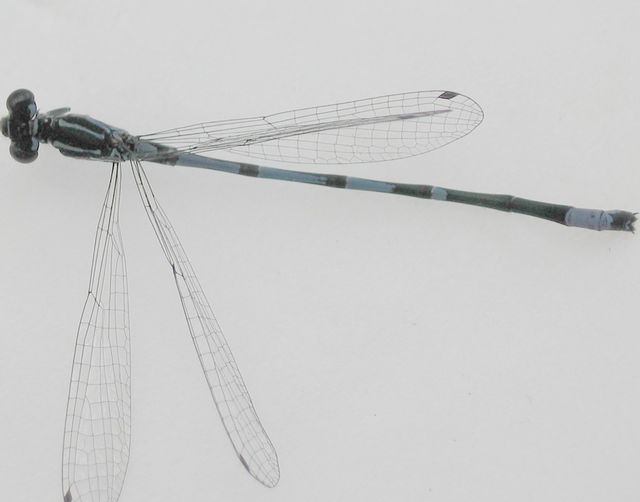 Ljus lyrflickslända Coenagrion puella 1.jpg