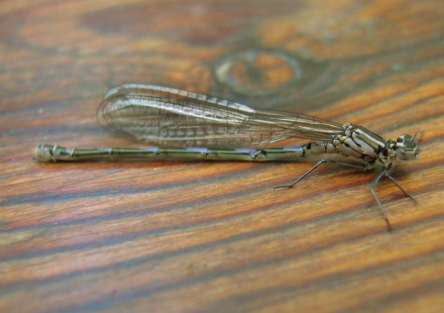 Coenagrion pulchellum Mörk lyrflickslända 1.jpg