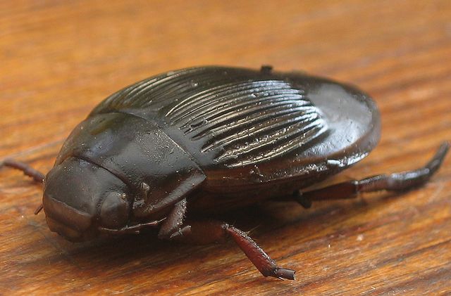 Dytiscus marginalis.Gulbrämad dykarbagge 5 bäst.jpg