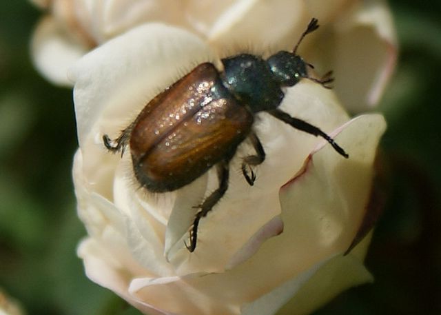Trädgårdsborre Phylloperta horticola3.jpg