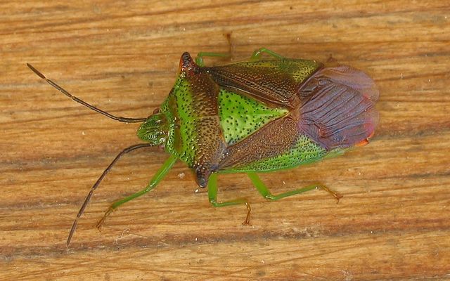 Acanthosoma haemorrhoidale.jpg