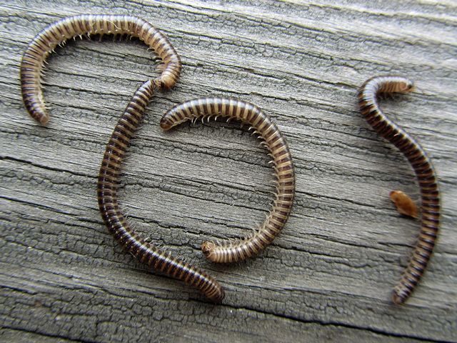 Tigerkjejsarfoting Cylindrolulus caeruleocinctus.jpg