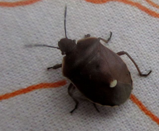 Chlorochroa pinicola tallbärfis.jpg