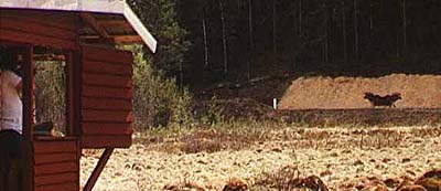 Nisse skjuter på Löpande älg