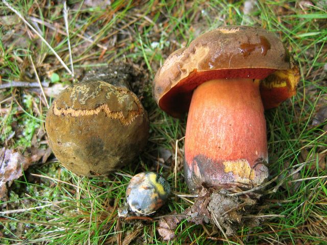 Boletus luridiformis, B.erythropus  4 Blodsopp.jpg