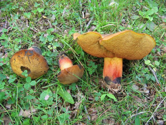 Boletus queletii Flamsopp 2  .jpg