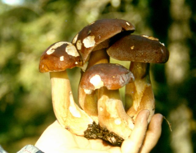 Oletus edulis, Fyrling kalle.jpg