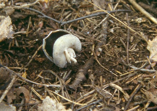 H. queletii Svart pokalmurkla.jpg