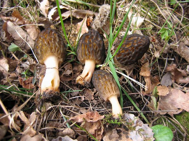 Morchella elata Toppmurkla3 kopiera.jpg