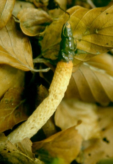 Mutinus caninus 3  kopiera.jpg