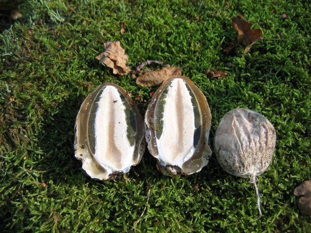 Phallus impudicus  Häxägg.jpg