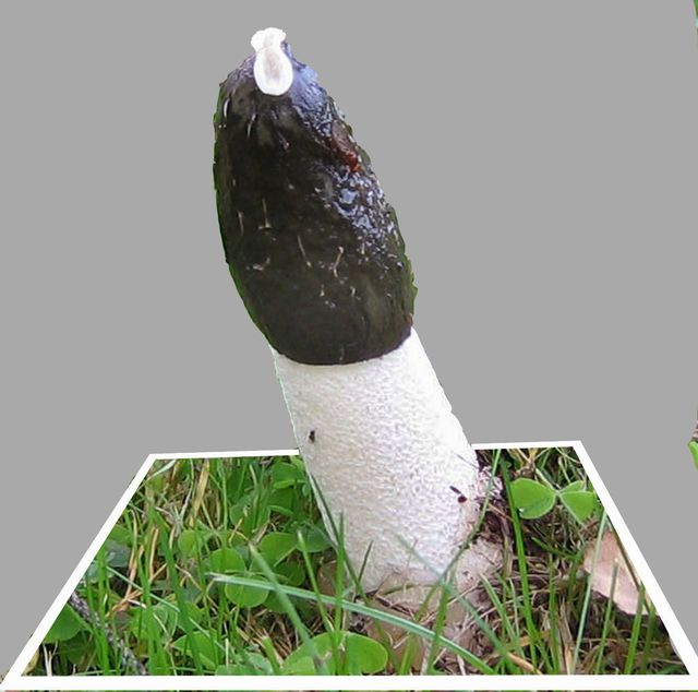 Phallus impudicus Stinksvamp kopiera färdig 2.jpg
