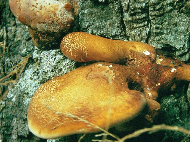 P. quercina  3 Tungticka.jpg