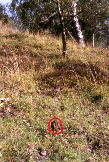Andrarums slagghÃ¶gar.jpg