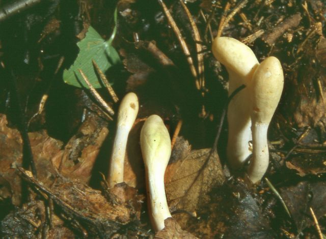 Podostroma alutacea 4 Klubbdyna.jpg