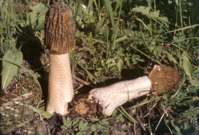P.bohemica Vindlad klockmurkla.jpg