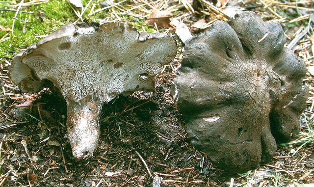 Boletopsis leucomelaena GrangrÃ¥ticka 4.jpg