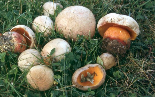 Boletus legalie falsk djÃ¤vulsopp 2.jpg