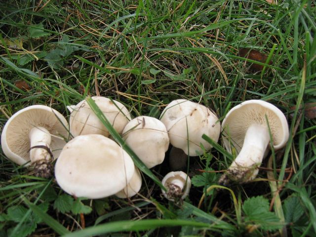 Calocybe gambosa 7 VÃ¥rmusseron HÃ¶stplockad 27.9. 04.jpg