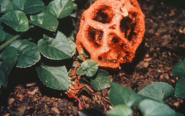 Clathrus ruber  rÃ¶d gallersvamp 2.jpg