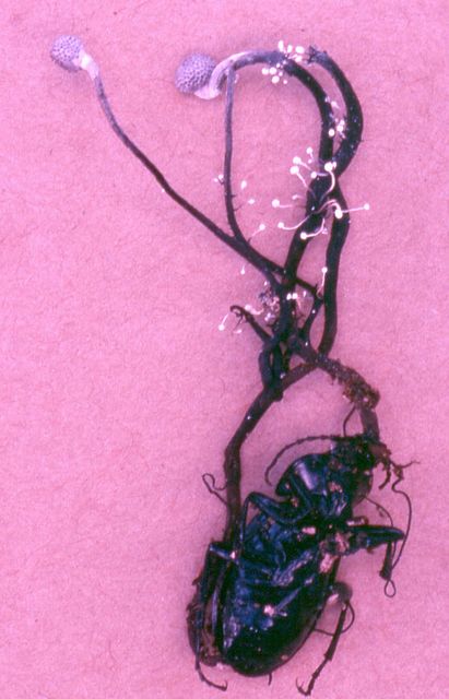 Cordyceps entomorrhiza   2 grÃ¥ larvklubba.jpg