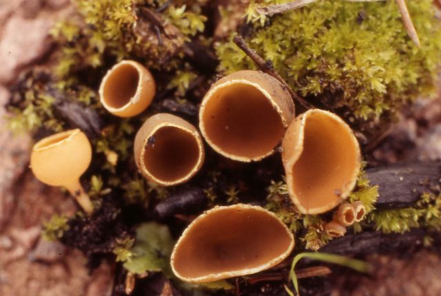 Geopyxis carbonaria StybbskÃ¥l.jpg