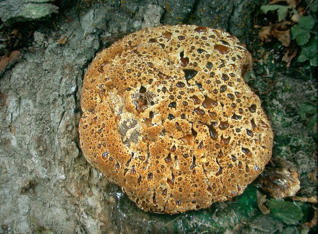 Inonotus dryadeus  TÃ¥rticka.jpg