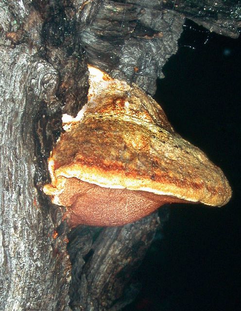 Inonotus dryophilus KÃ¤rnticka 2.jpg