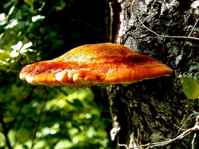 Inonotus hispidus PÃ¤lsticka.jpg