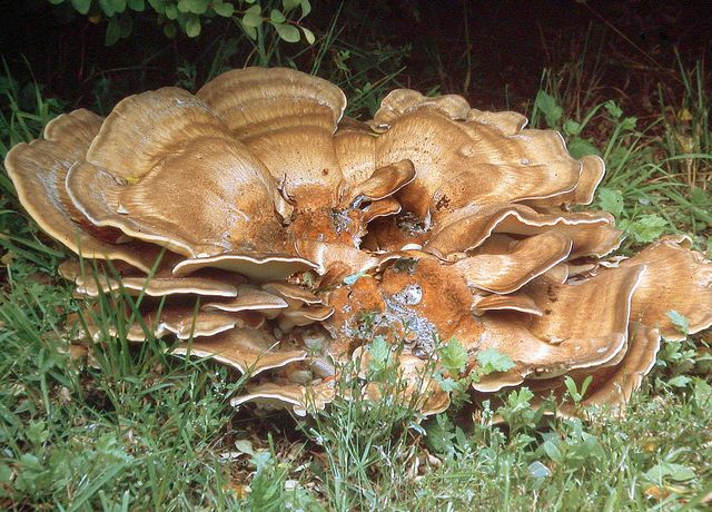 Meripilus gigantea JÃ¤tteticka.jpg
