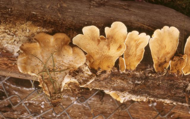 Paxillus (Tapinella) panuoides KÃ¤llarkantarell.jpg
