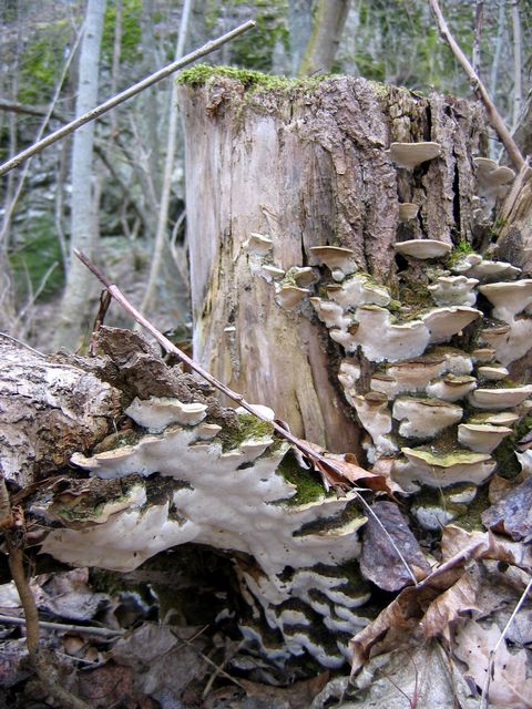 Oxyporus populinus 3 LÃ¶nnticka.jpg
