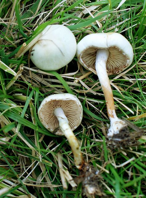 Pholiota gummosa.jpg