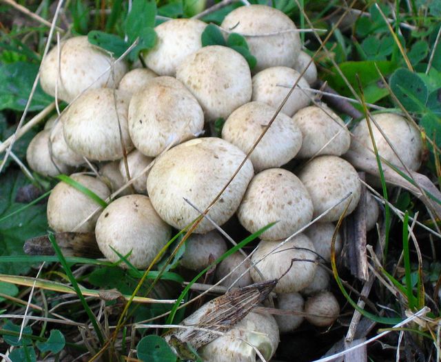 Pholiota gummosa Gröngul flamskivling  3.jpg
