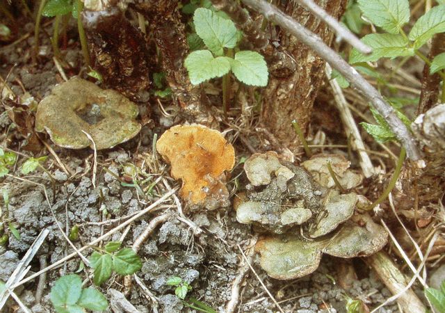 Pylloporia ribis KrusbÃ¤rsticka6.jpg
