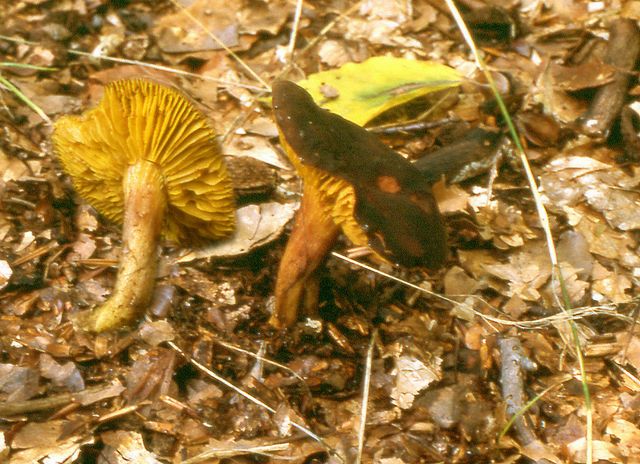 Phylloporus rhodoxantus Skivsopp  mixad.jpg