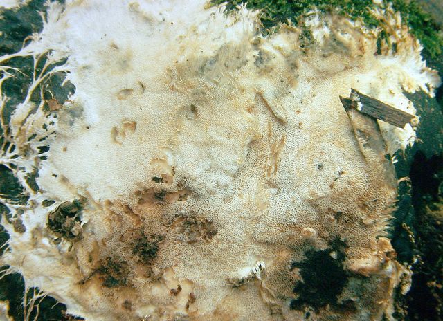 Porothelium fimbriata SkÃ¥lporing 2 .jpg