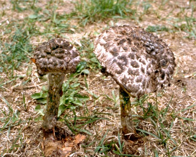 Strobilomyces floccopus FjÃ¤llsopp 1.jpg