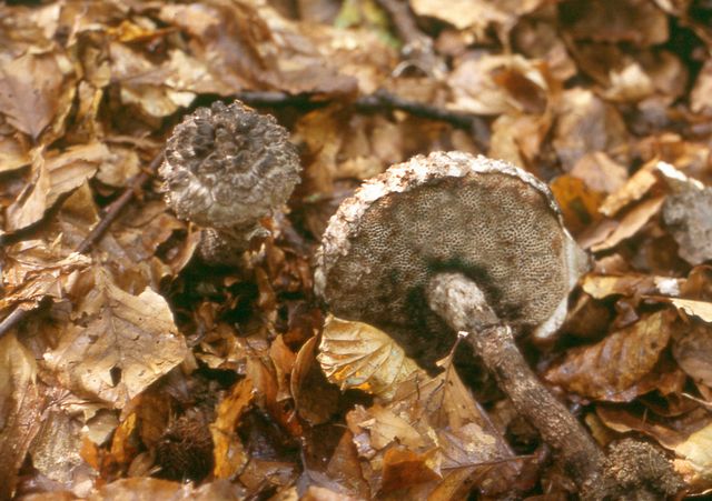 Strobilomyces floccopus FjÃ¤llsopp 2.jpg