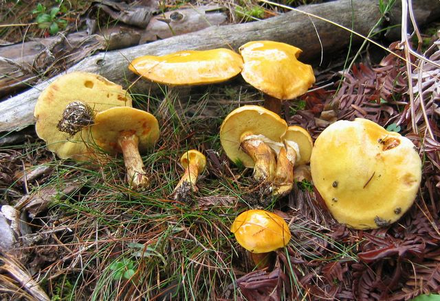 Suillus grevillei LÃ¤rksopp 5.jpg