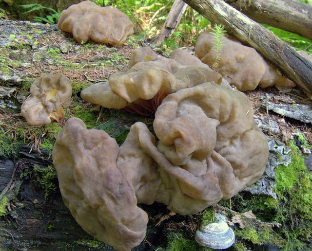 Gyromitra spaerospora 2.jpg